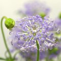 Trachymene caerulea Blue